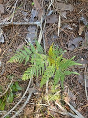 Pteridium aquilinum pseudocaudatum