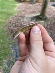 Anolis chlorocyanus