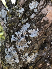 Parmelioideae