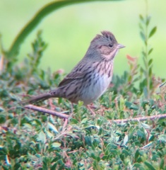 Melospiza lincolnii