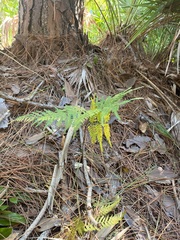 Pteridium aquilinum pseudocaudatum
