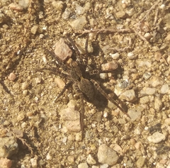 Alopecosa albofasciata