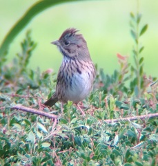 Melospiza lincolnii