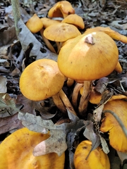 Omphalotus illudens