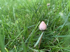 Psilocybe semilanceata