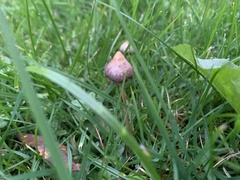 Psilocybe semilanceata