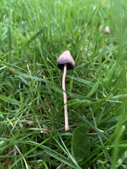 Psilocybe semilanceata