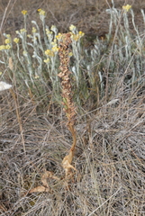 Orchis anthropophora