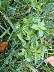 Acalypha