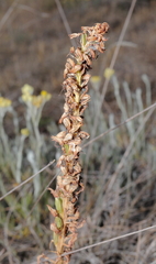 Orchis anthropophora