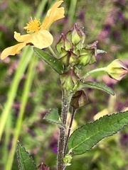 Sida abutifolia