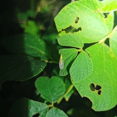 Chrysoperla nipponensis