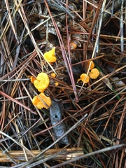 Favolaschia claudopus
