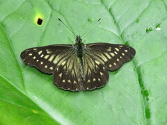 Catasticta frontina
