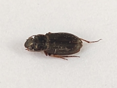 Selenophorus