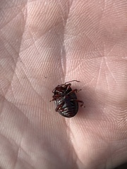 Chrysolina bankii