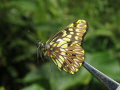 Catasticta frontina