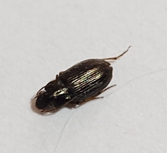 Selenophorus