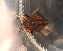 Carpocoris fuscispinus