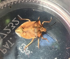 Carpocoris fuscispinus