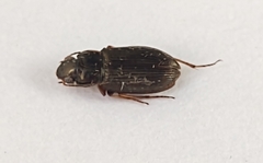 Selenophorus