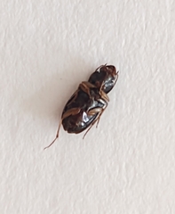 Selenophorus