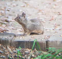 Otospermophilus beecheyi