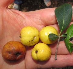 Elaeodendron zeyheri