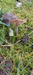 Russula nigricans