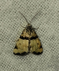 Cobubatha dividua