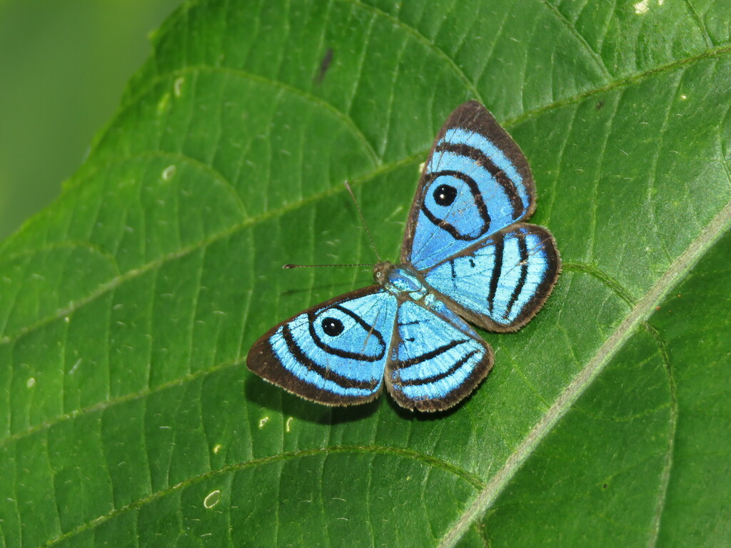 Mesosemia praeculta