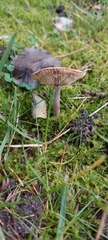 Russula nigricans