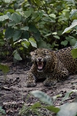 Panthera pardus fusca