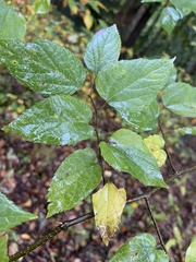 Celtis tenuifolia