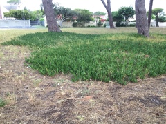 Carpobrotus edulis edulis