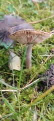 Russula nigricans