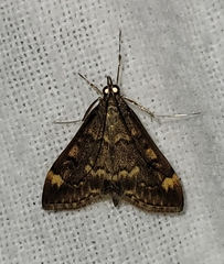 Pyrausta flavibrunnea