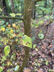 Celtis tenuifolia