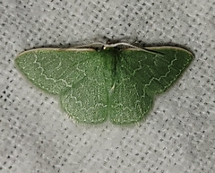 Synchlora frondaria