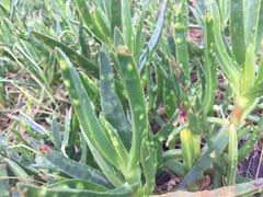 Carpobrotus edulis edulis