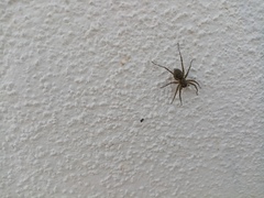 Tegenaria ferruginea