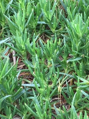 Carpobrotus edulis edulis