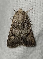Protorthodes