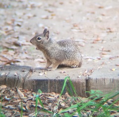 Otospermophilus beecheyi