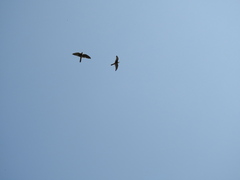 Falco femoralis