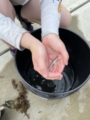 Atheriniformes
