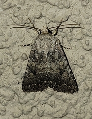 Protorthodes