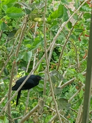 Eudynamys scolopaceus