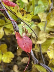 Fallopia scandens