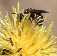 Anthidium diadema